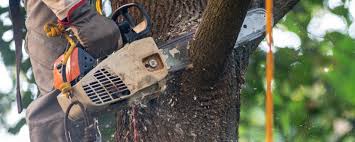 Best Utility Line Clearance  in Milford Mill, MD