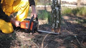 Best Leaf Removal  in Milford Mill, MD