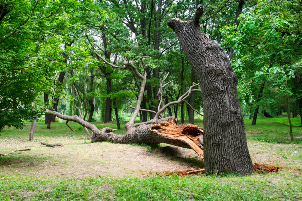 Best Firewood Processing and Delivery  in Milford Mill, MD