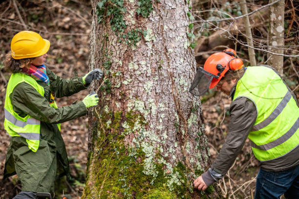 Best Tree Maintenance Programs  in Milford Mill, MD