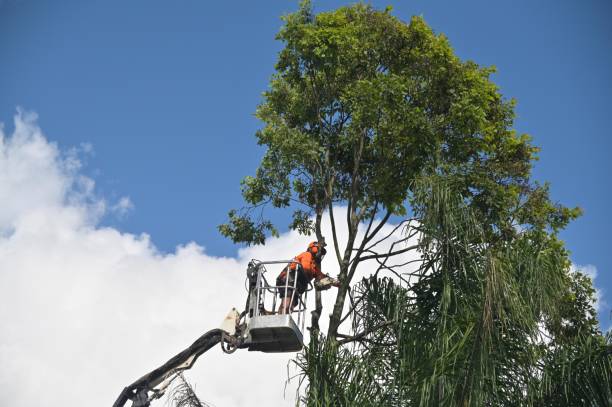 How Our Tree Care Process Works  in  Milford Mill, MD