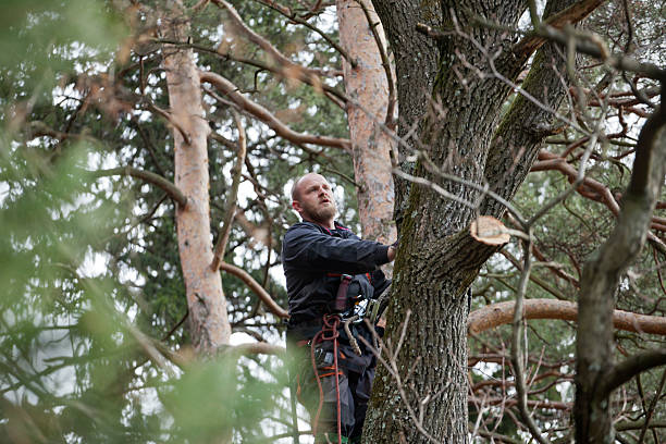 Best Hedge Trimming  in Milford Mill, MD